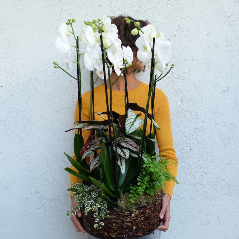 centro de orquideas