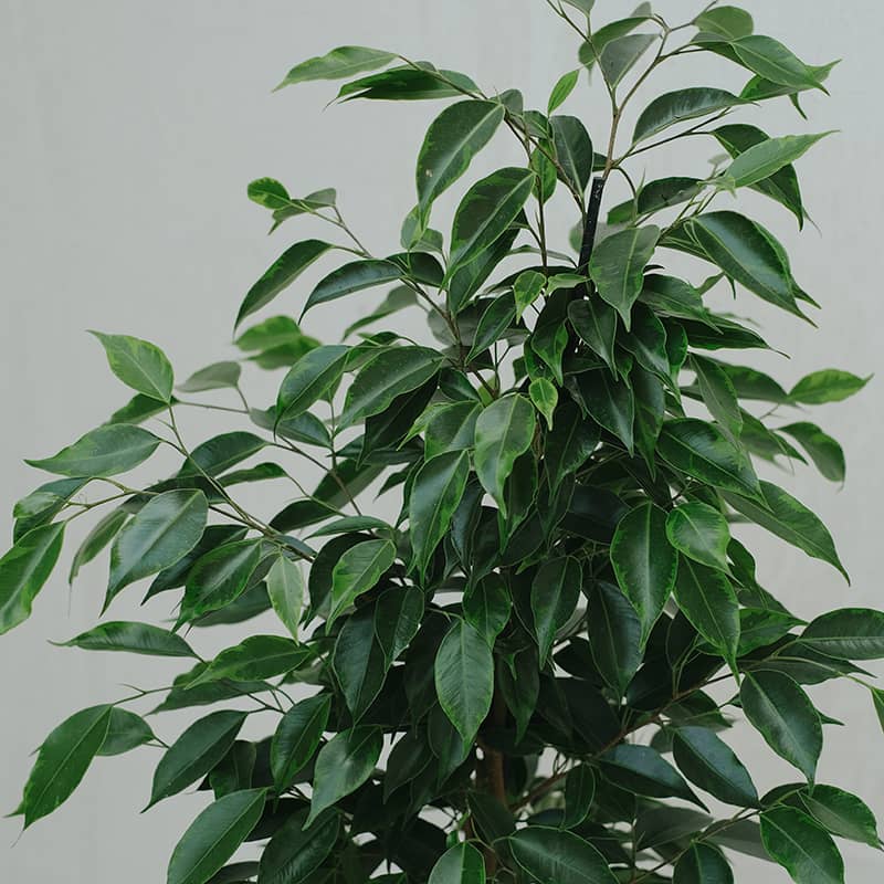 ficus benjamina